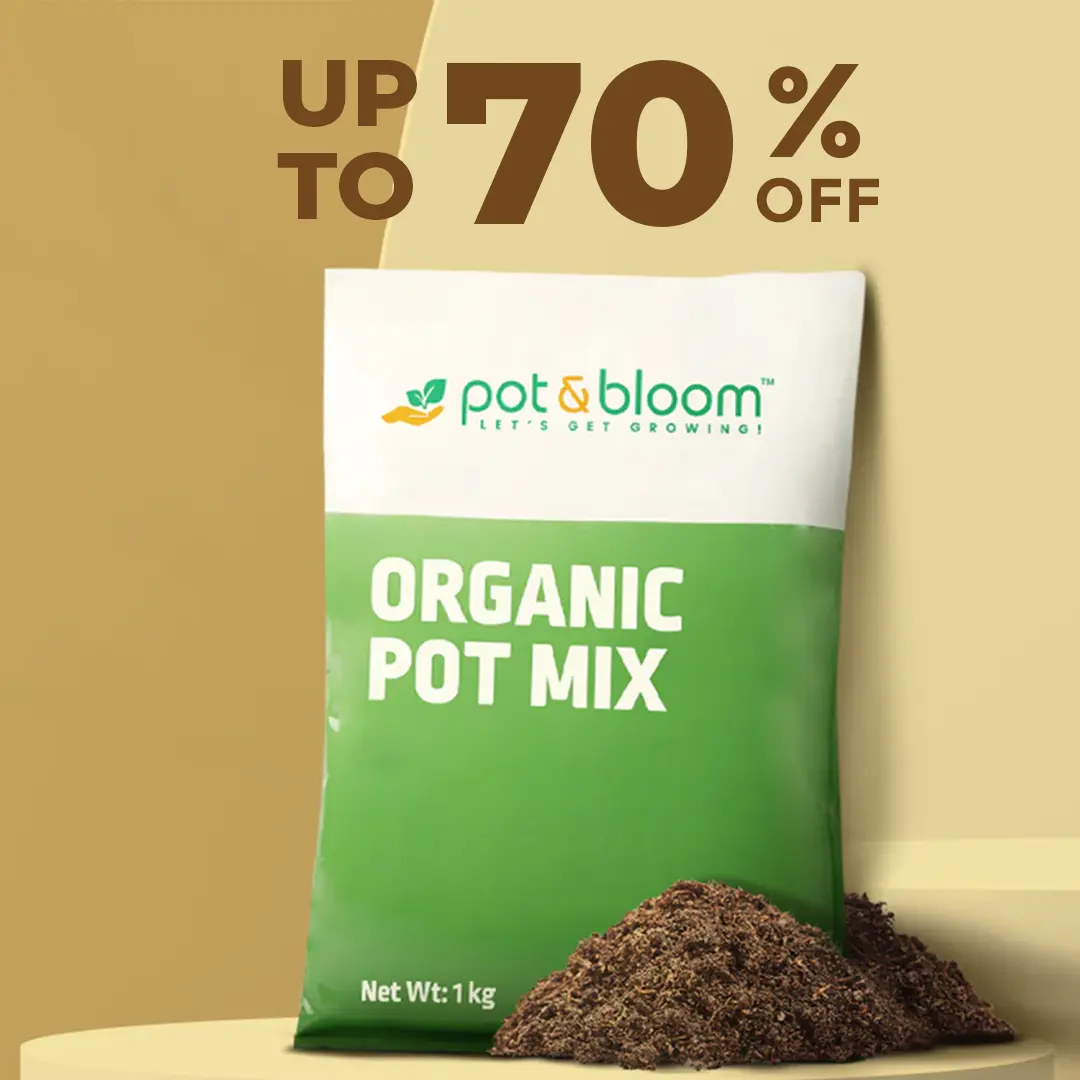 Pot & Bloom